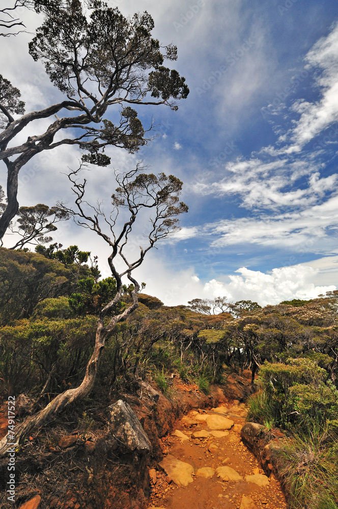 Fototapeta premium Mt Kinabalu trails, Sabah Borneo Malaysia