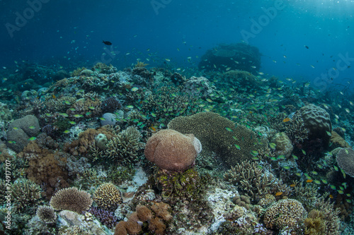 Diverse Coral Reef © ead72
