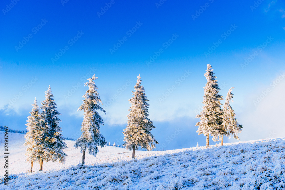 magical winter snow covered tree magical winter snow covered tree