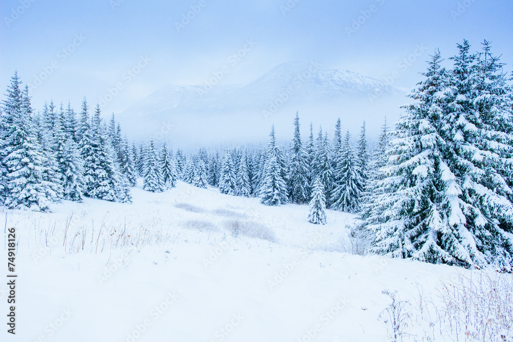 wonderful winter landscape