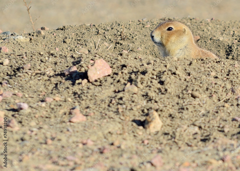 Obraz premium Black-Tailed Prairie Dog