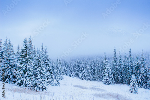 wonderful winter landscape