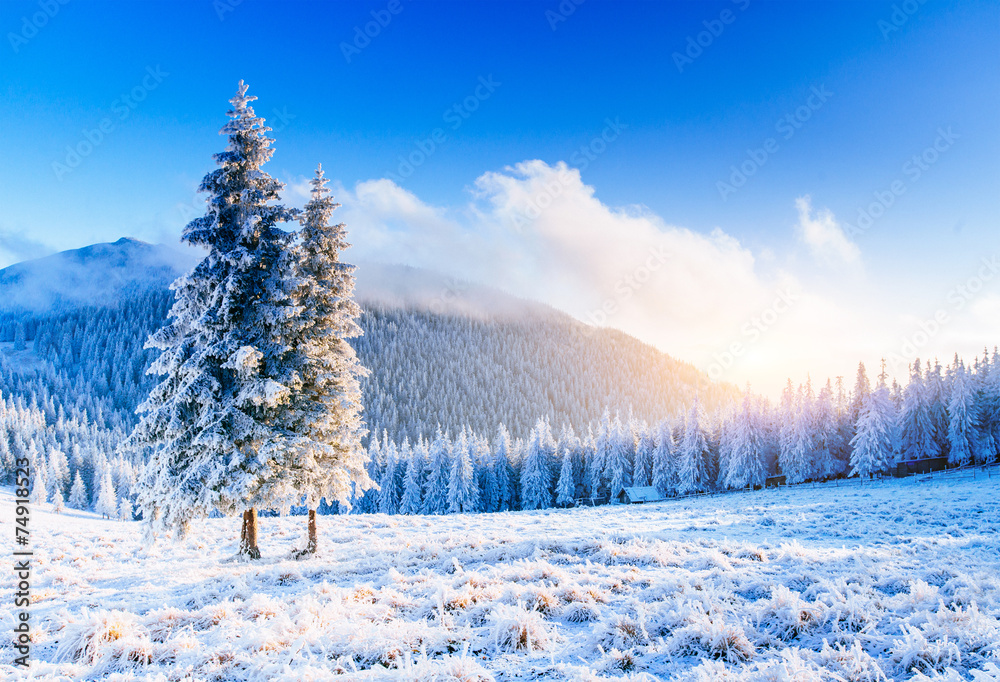magical winter snow covered tree magical winter snow covered tree