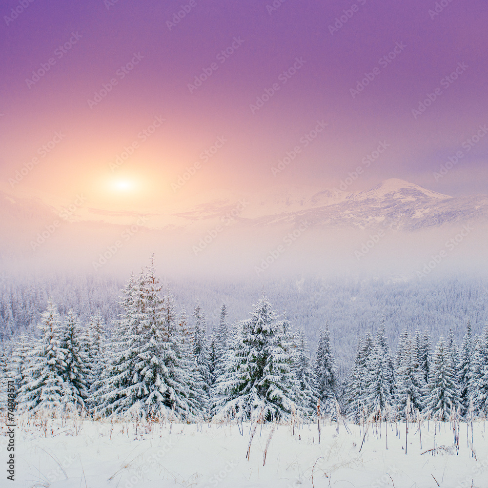 winter landscape trees in frost winter landscape trees in frost
