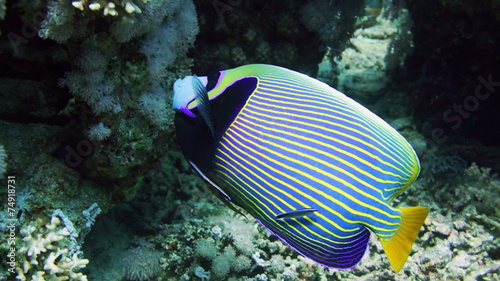 Emperor Angelfish (Pomacanthus imperator) on Coral Reef photo