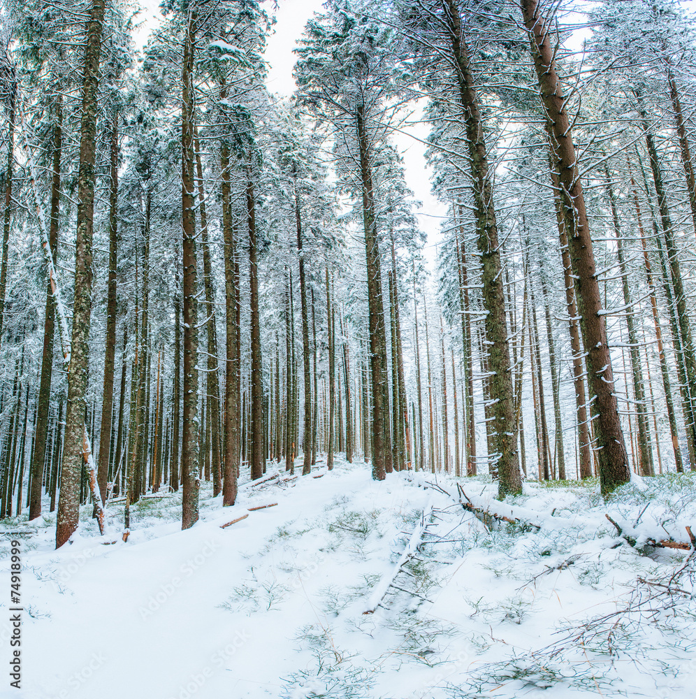 Naklejka premium magical winter snow covered tree