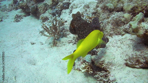 Red Octopus and Yellow-saddle Goatfish on coral reef photo