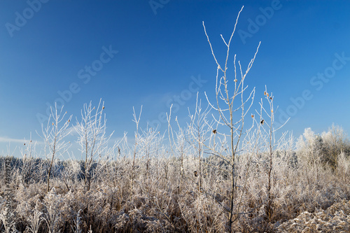 frozen trees on blue sky background