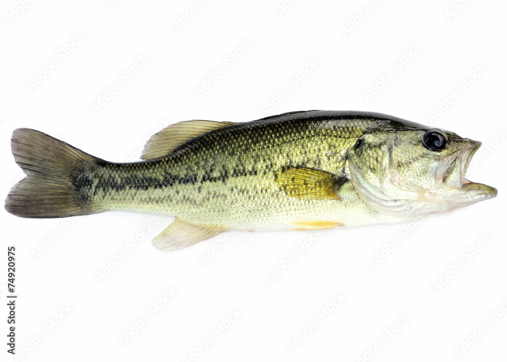 Largemouth Bass Largemouth Bass