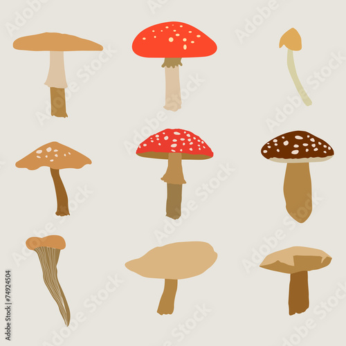 Different types of mushrooms set, vector illustration