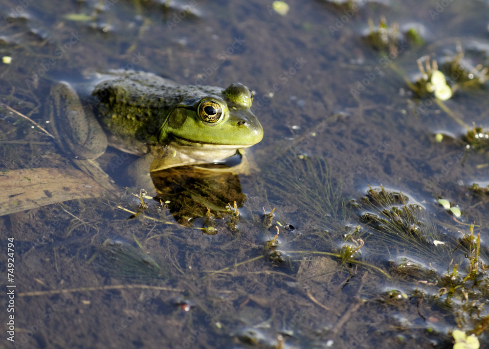 Bullfrog Bullfrog