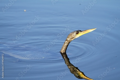Anhinga bird swimming - fairchild © Ana