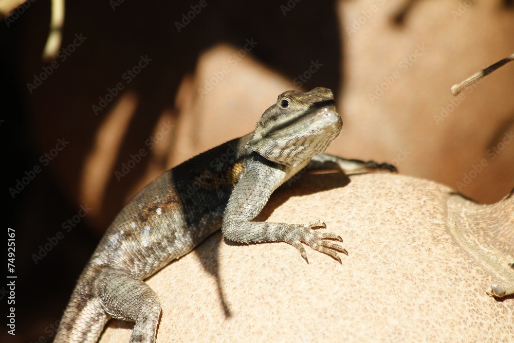 Fototapeta premium Lizard at cannonball tree