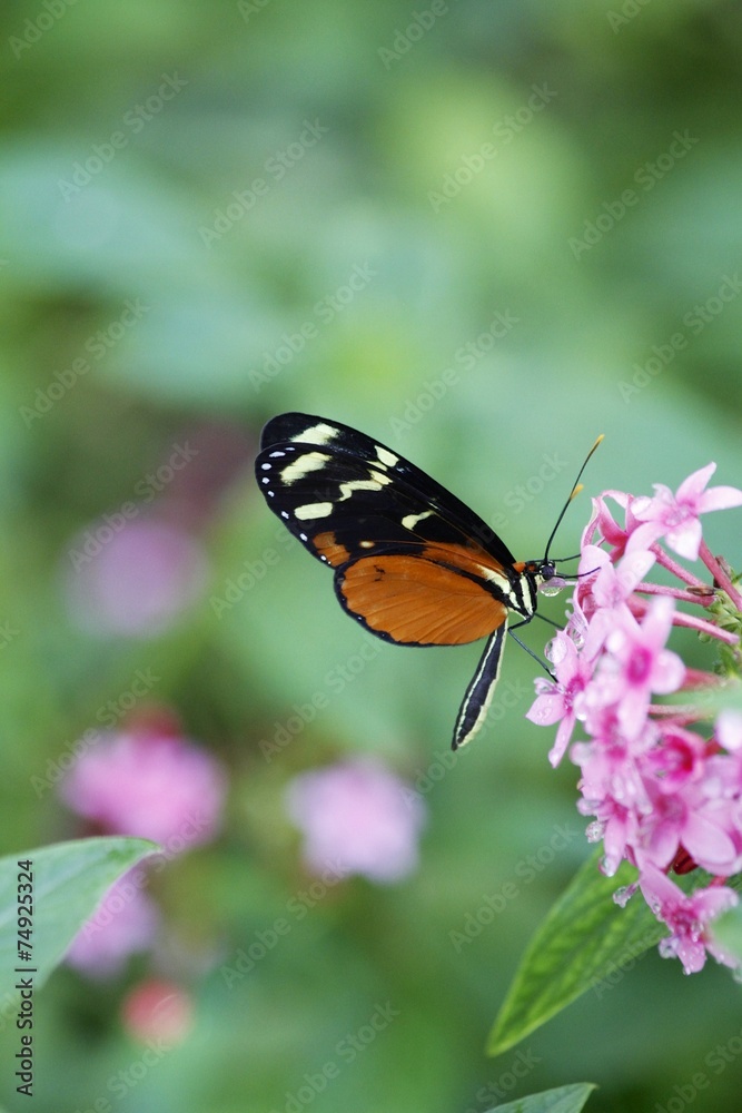 Naklejka premium Tiger longwing butterfly - ventral view