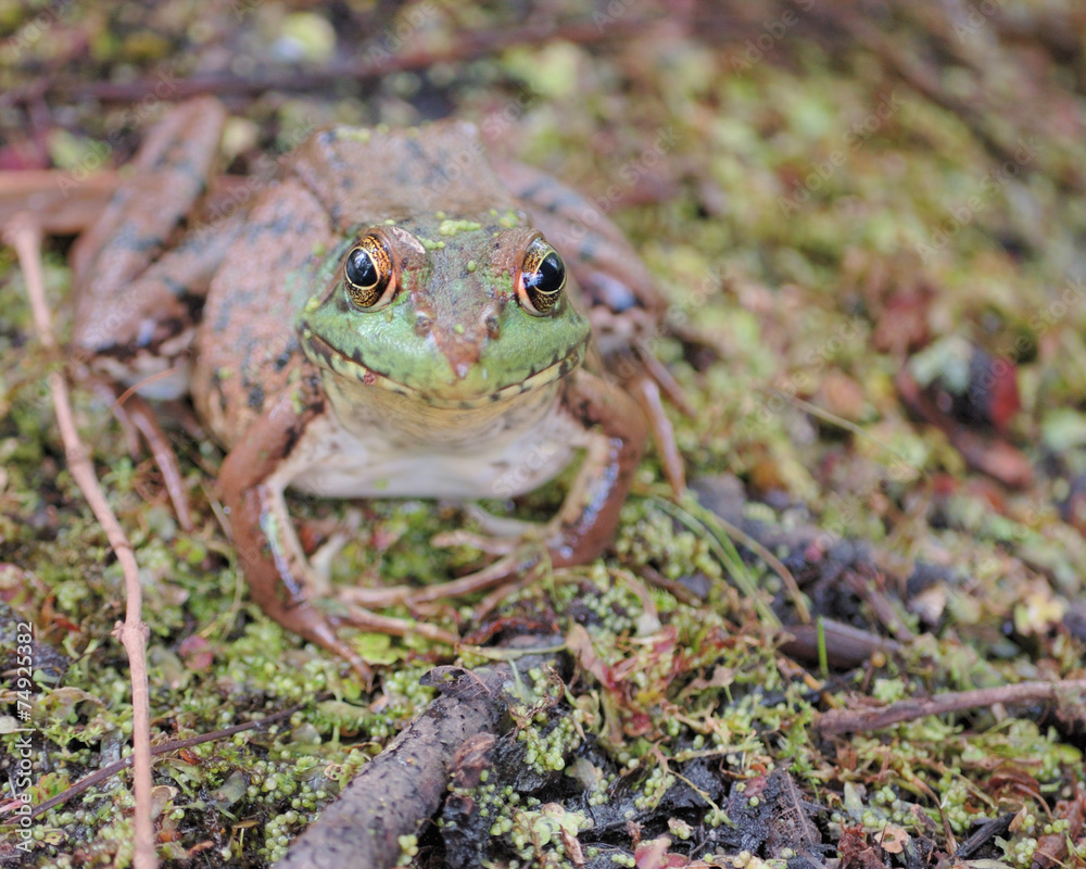 Obraz premium Bullfrog