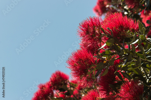 Fototapeta Naklejka Na Ścianę i Meble -  detail of Pohutukawa flowers against blue sky
