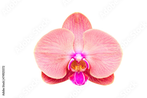 Close-up orchid isolated on white, Phalaenopsis