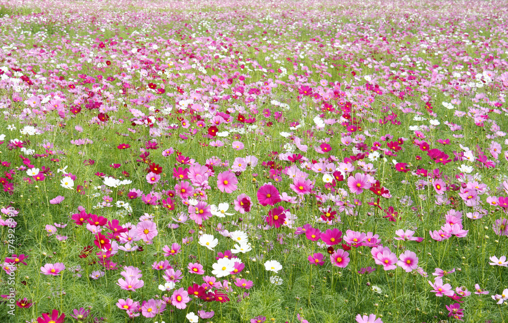 cosmos flowers fields cosmos flowers fields