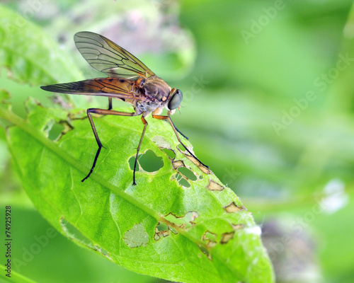 Down-looker Fly (Rhagio scolopacea) photo