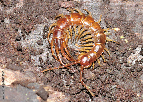 Canvas-taulu Centipede