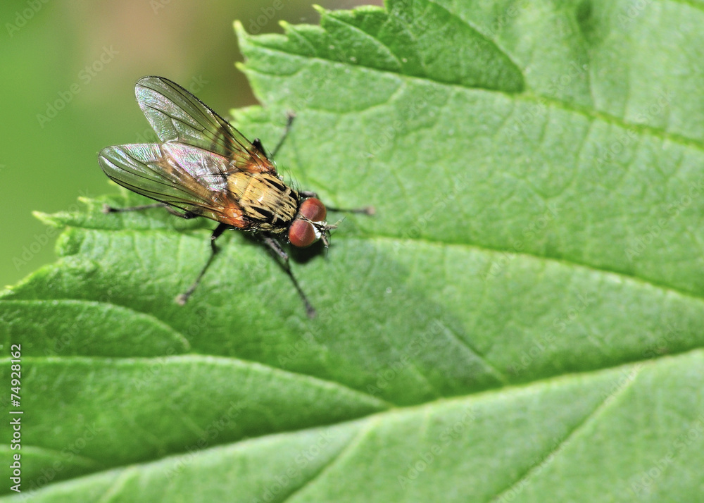 Tachinid Fly Tachinid Fly