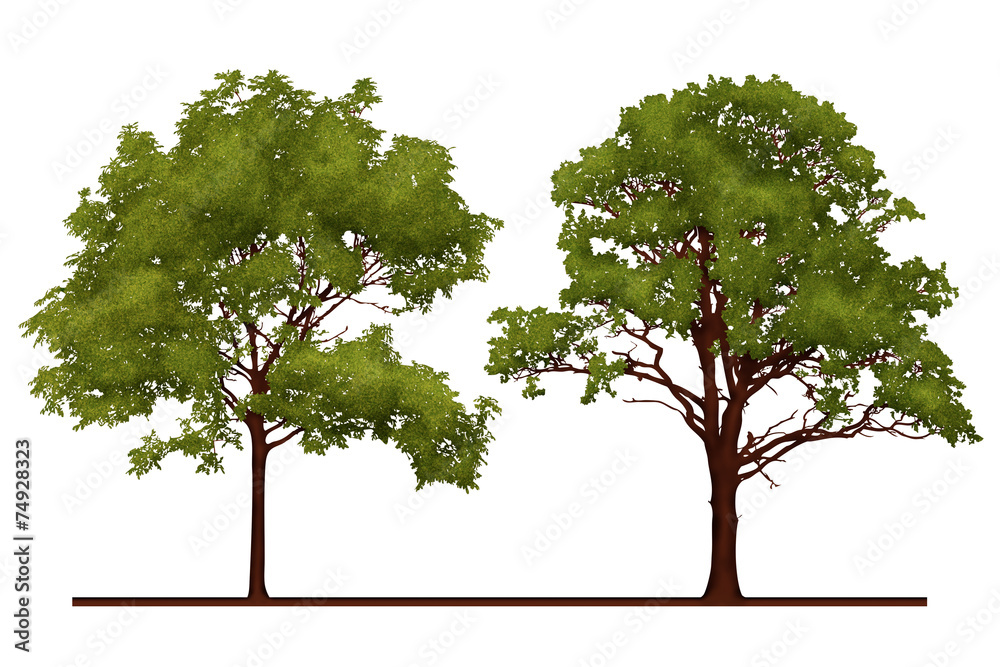 Obraz premium Tree Illustration