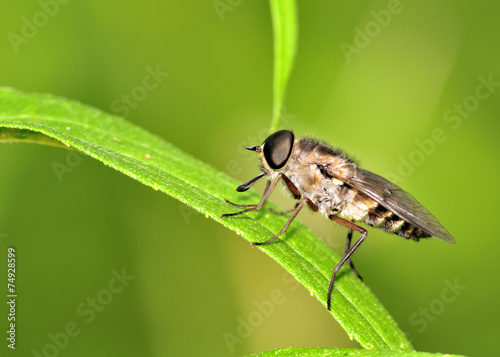 Horse Fly