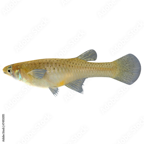 Gambusia photo