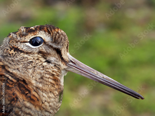 Obraz na płótnie close-up of dead woodcock