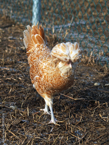 Chamois Polish hen