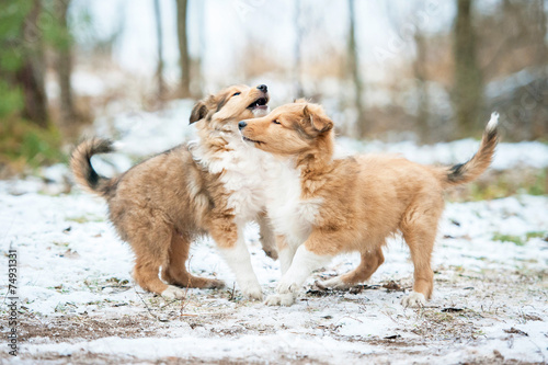 Two rough collie puppies playing outdoors © Rita Kochmarjova