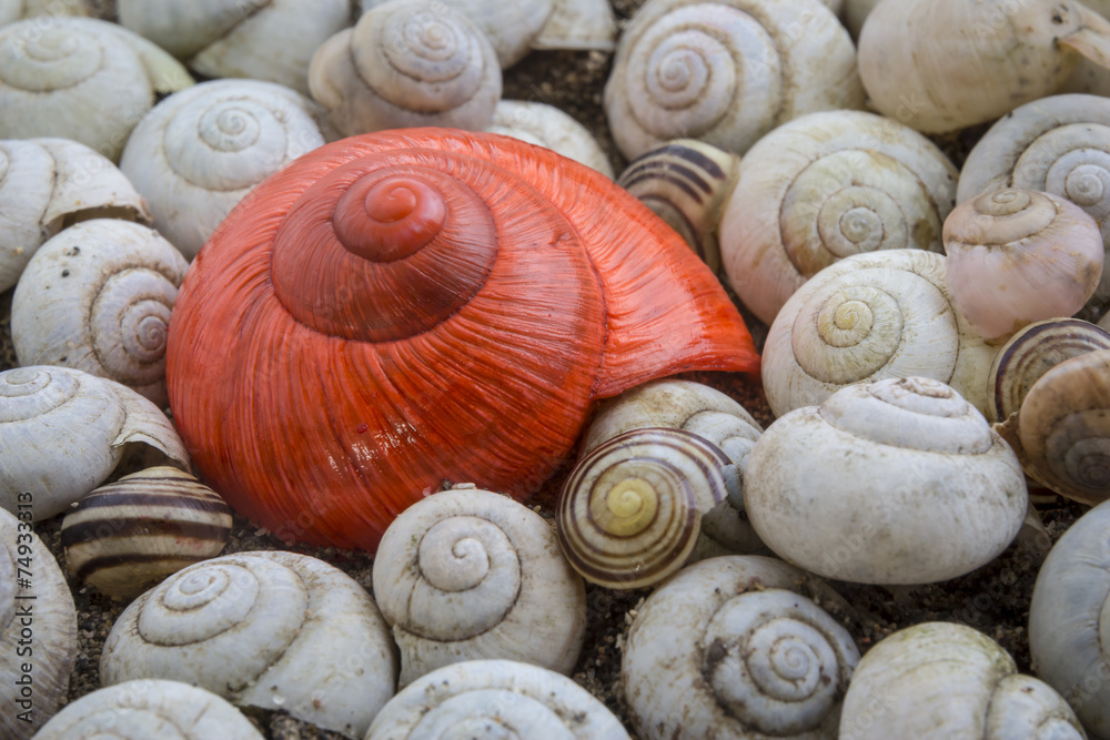 snails snails