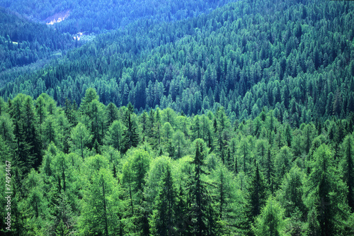 bosco foresta di conifere photo