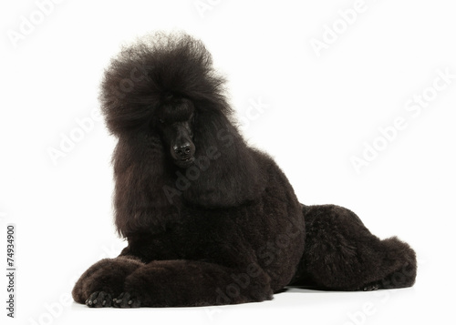 Dog. Black poodle big size isolated on white background