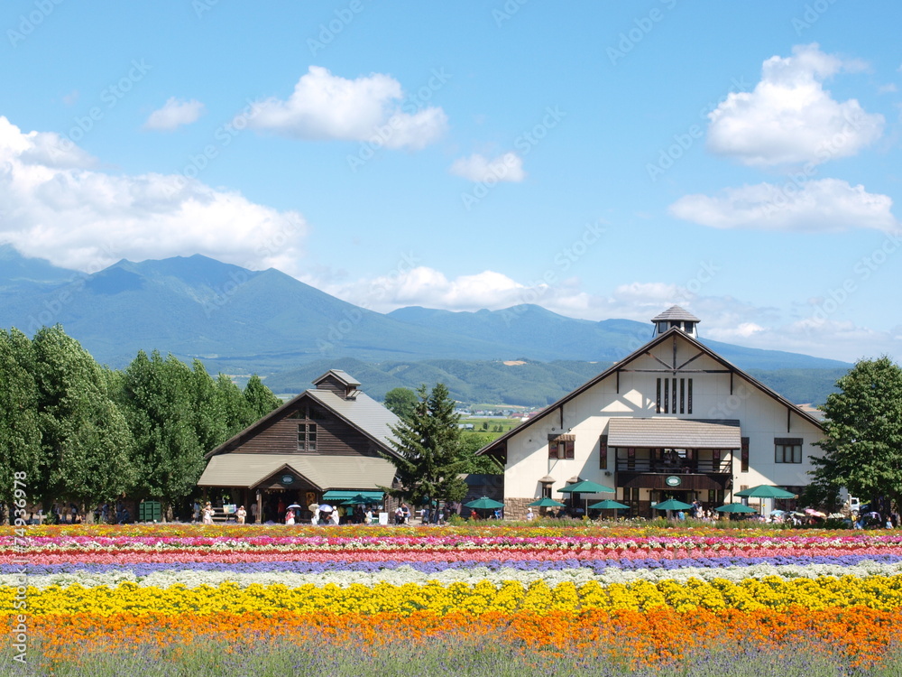 Fototapeta premium Lavender rainbow field in Tomita farm, Hokkaido, Japan.