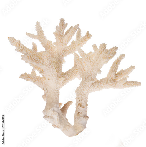 light isolated coral branch