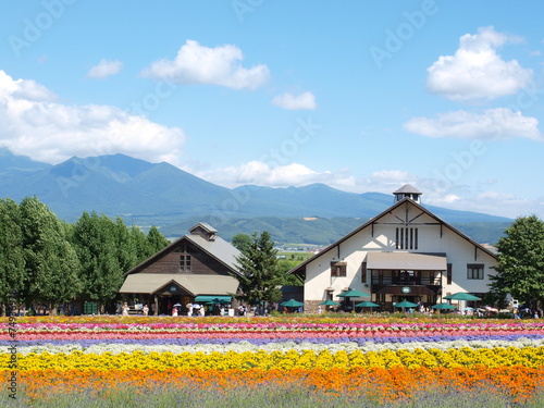 Lavender rainbow field in Tomita farm, Hokkaido, Japan.