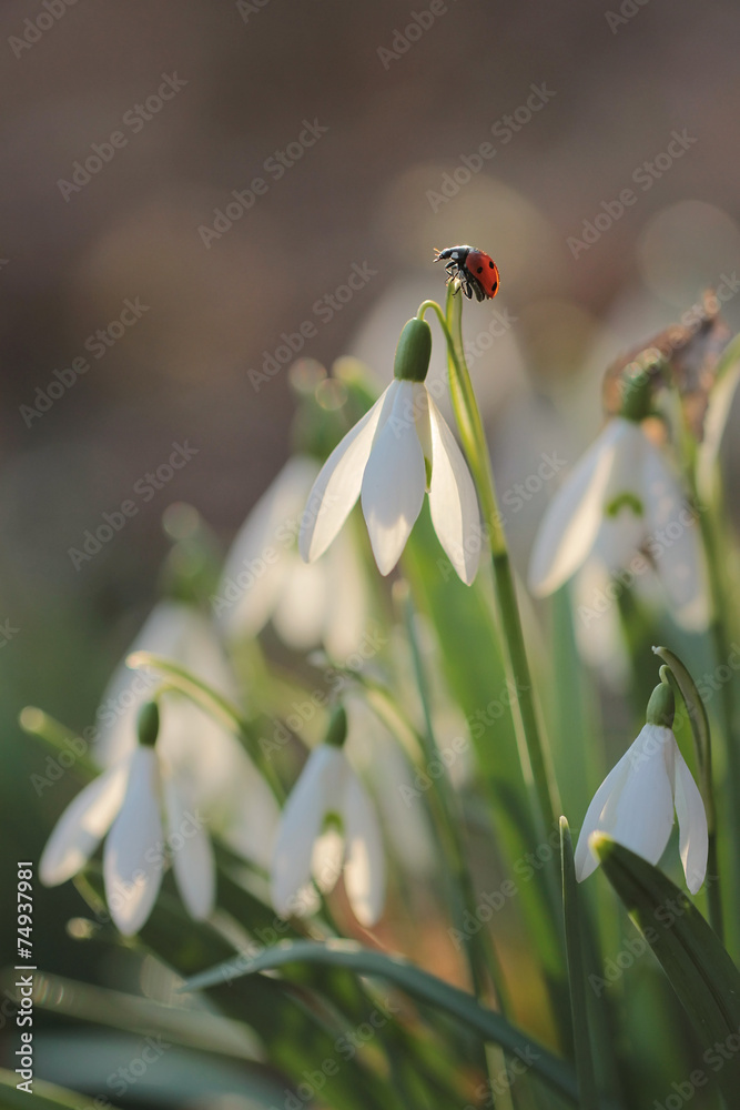 Fototapeta premium Ladybird on snowdrop