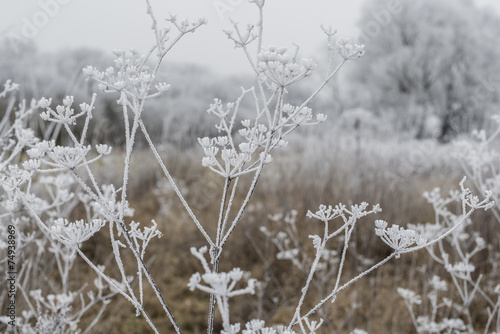 inflorescence dry grass covered with frost