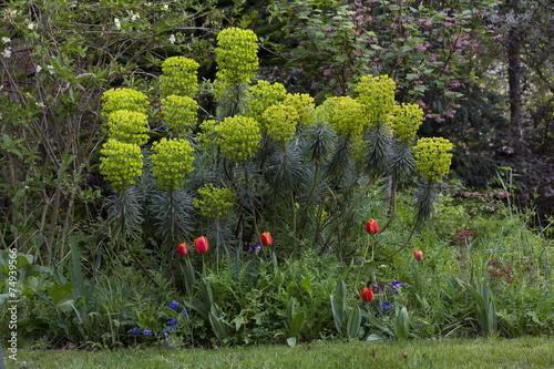 Fototapeta Naklejka Na Ścianę i Meble -  Euphorbe euphorbia tulipe jardin printemps