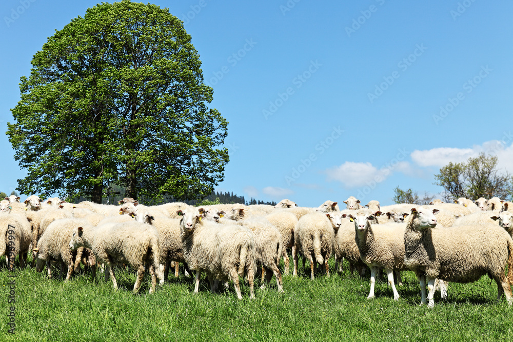 Fototapeta premium herd of sheep