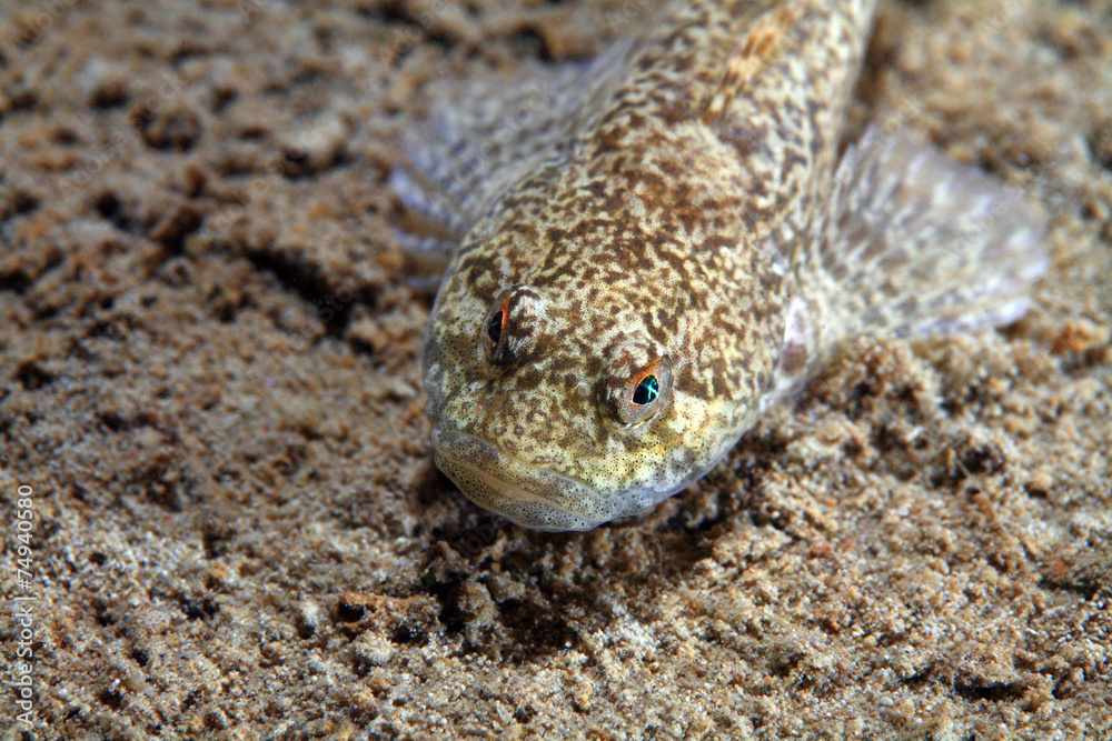 Groppe (Cottus gobio) Groppe (Cottus gobio)