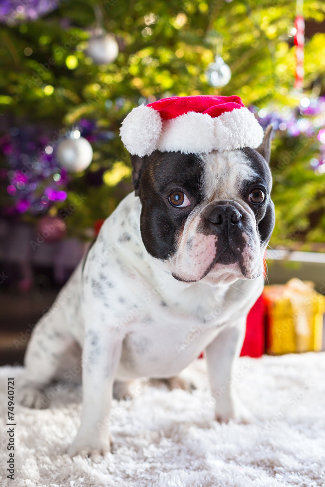 French bulldog in santa hat under christmas tree