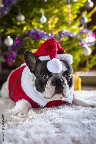 Fototapeta Naklejka Na Ścianę i Meble -  French bulldog in santa hat under christmas tree