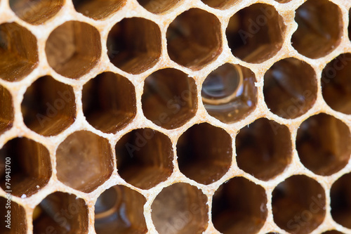 honeycomb with sweet honey