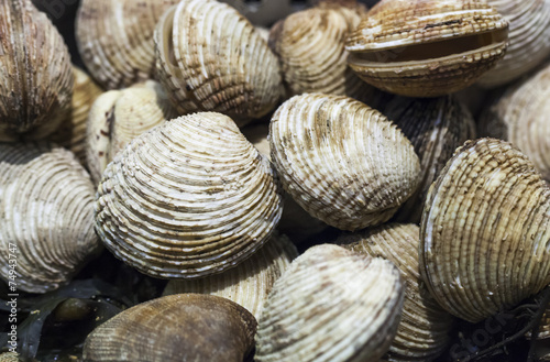 focus on shells of raw clams at the fish monger