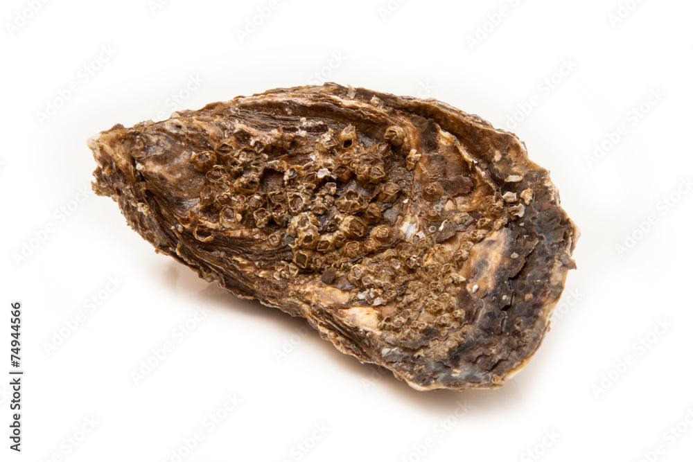 Oyster isolated on a white studio background.