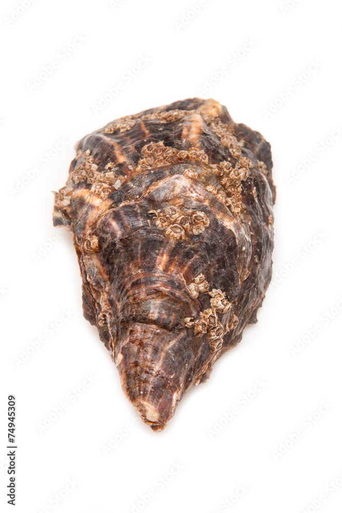 Oyster isolated on a white studio background. Oyster isolated on a white studio background.