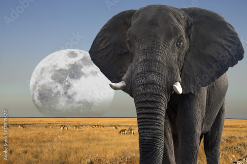 Moon rising over wildlife in Etosha National Park in Namibia