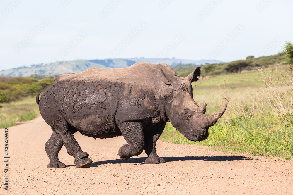 Obraz premium Rhino Wildlife